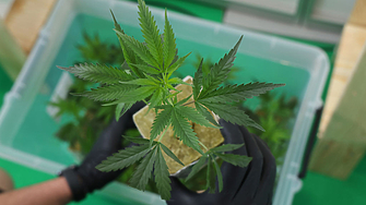 Както криптовалутите така и търговците на марихуана навлязоха в света