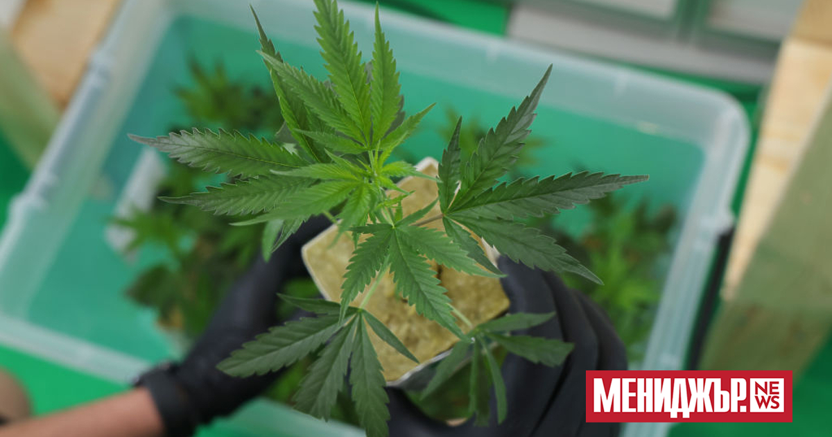 Както криптовалутите, така и търговците на марихуана навлязоха в света