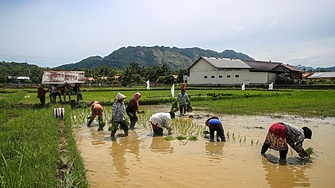 Оризът е основна храна за повече от половината от населението