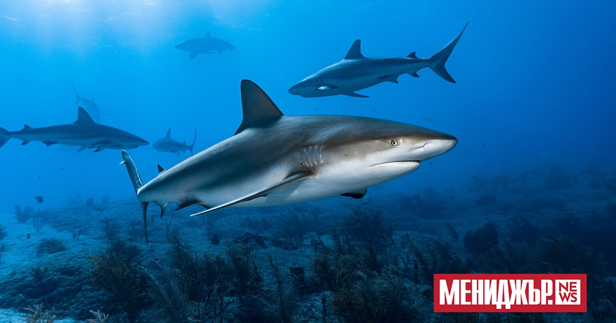 Учени обявиха, че имат първите доказателства за звуци, издавани от