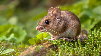 Учени картографираха част от мозъка на мишка която е толкова