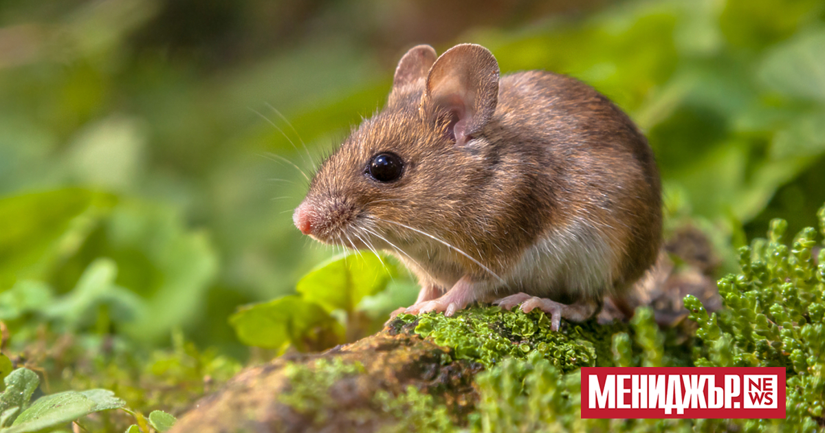 Учени картографираха част от мозъка на мишка, която е толкова