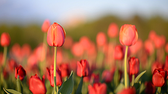 Тази пролет в парковете и градините на територията на София