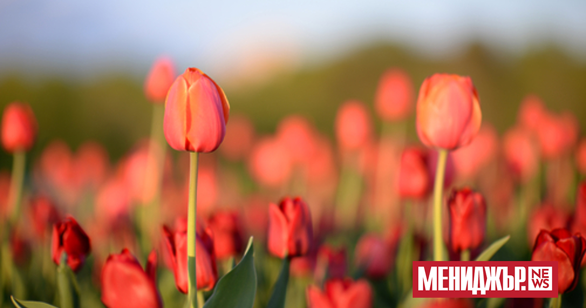 Тази пролет в парковете и градините на територията на София