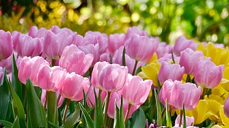 Най ниските температури през април ще са между минус 3° и