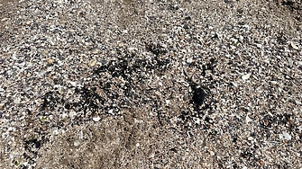 Нефтени петна изплуваха на плажовете в Поморие (СНИМКИ)