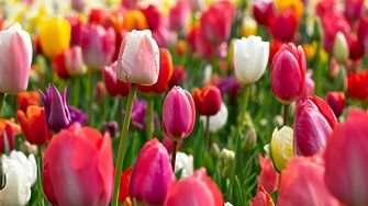 Най ниските температури през месец май ще са между 2° и 7°