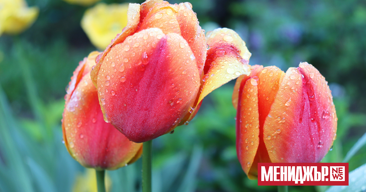 В сряда от запад на изток ще има временни увеличения