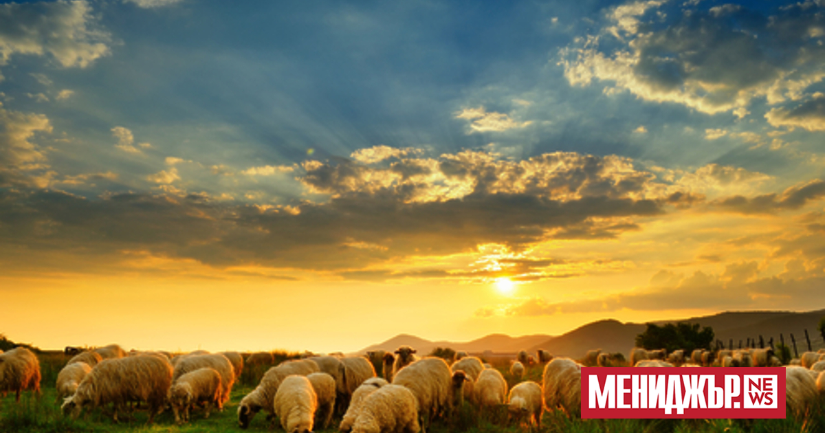 Малките животновъдни ферми са изправени пред голям проблем - наемите