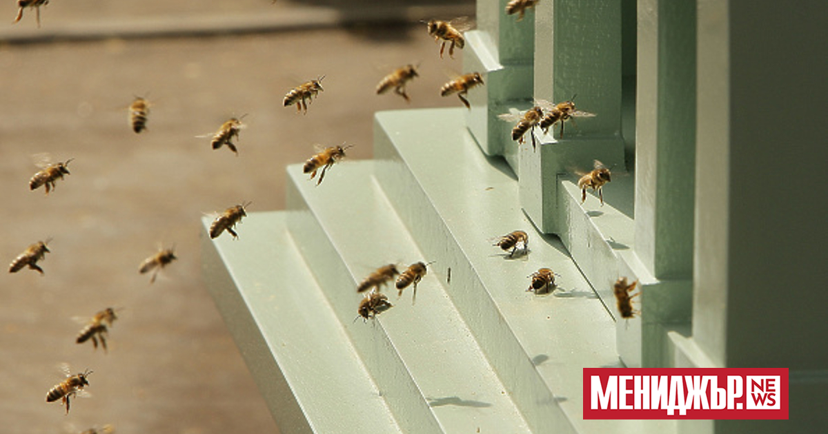 Камион, превозващ пчели, се преобърна в щата Вашингтон в Съединените
