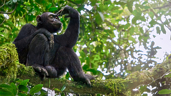 За много хора Уолстрийт е истинска джунгла Това може би