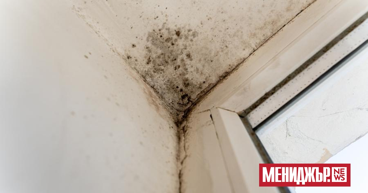 Домашната плесен е основен фактор в 25% от случаите на