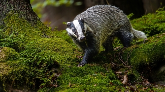 Холандското министерство на отбраната обмисля изграждането на голям склад за