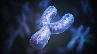 Новo изследване разкрива че Y хромозомата играе ключова роля за по голямата