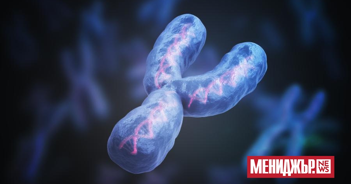 Новo изследване разкрива, че Y-хромозомата играе ключова роля за по-голямата