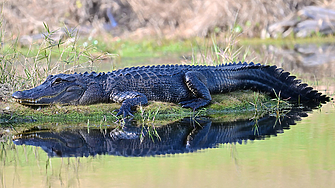 Президентът на САЩ Доналд Тръмп ще присъства на церемонията по