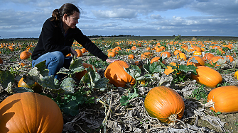 Проучване установи че над 80 от британските фермери са