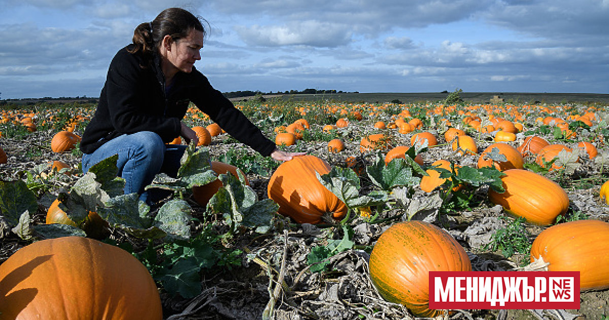 Проучване установи , че над 80% от британските фермери са