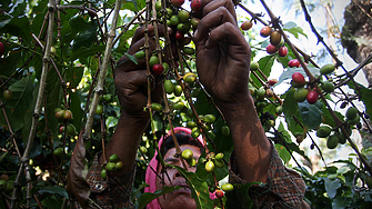 Глобалният недостиг на кафе може да бъде преодолян след три
