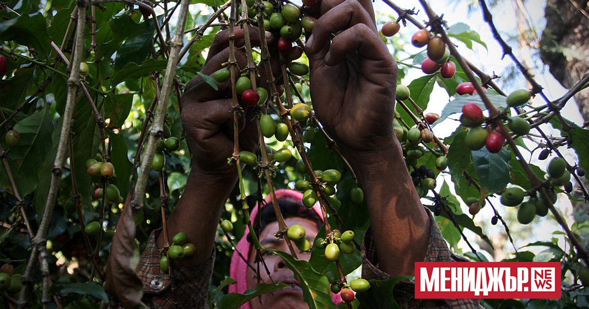 Глобалният недостиг на кафе може да бъде преодолян след три