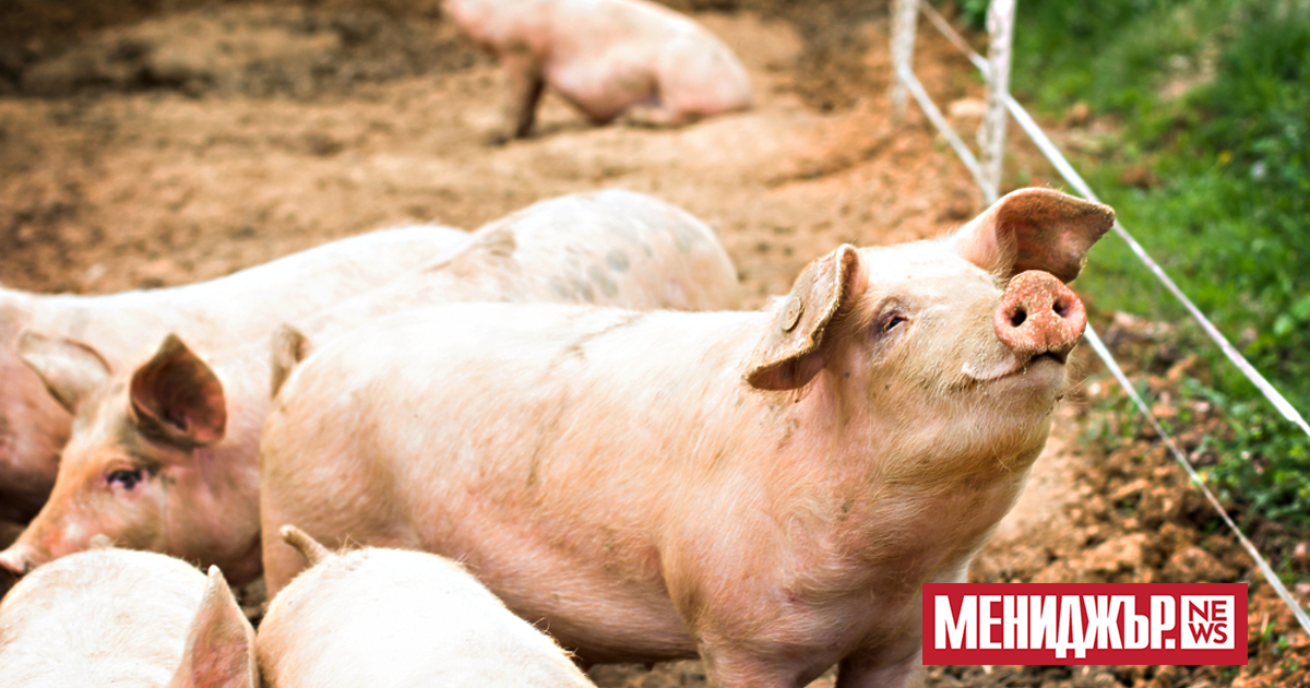 Чума по свинете е регистрирана в района на Серес, заради