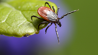 След нашествието на т нар смрадливки   и агресивните азиатски тигрови