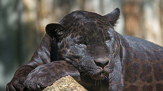 Полиция горски служители и пожарникари от Ловеч проверяват сигнал за
