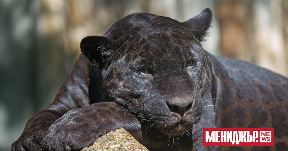 Полиция, горски служители и пожарникари от Ловеч проверяват сигнал за