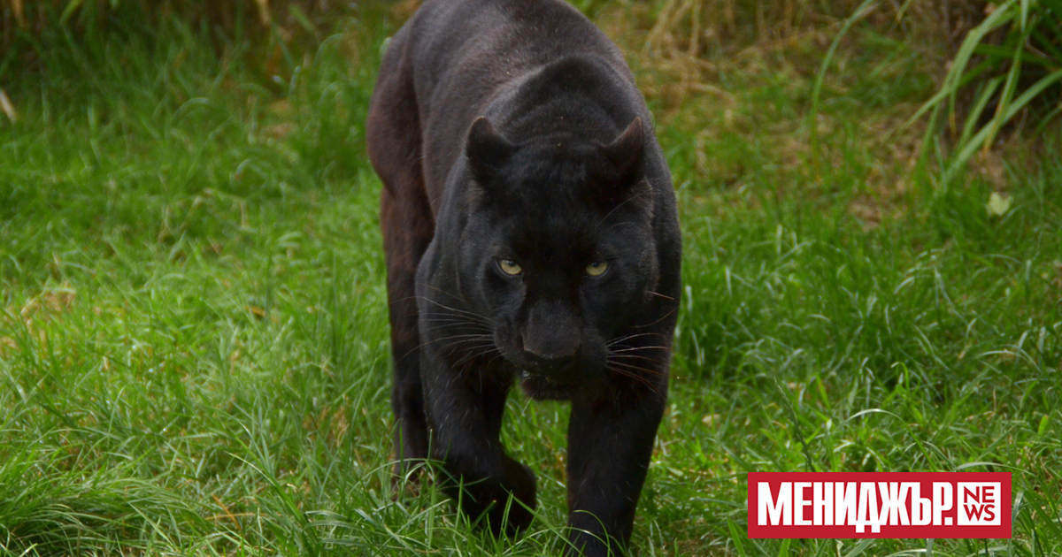 Продължават опитите за залавяне на големия хищник в Шуменско плато.
