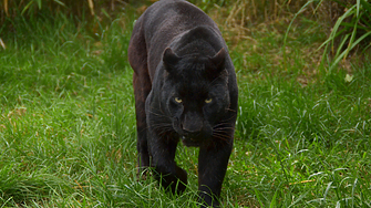 След 11 дневно издирване на мистериозна черна котка забраната за влизане