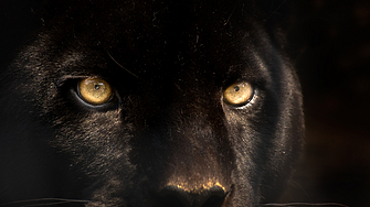 Продължава издирването на пантерата в Шумен Пътят към Шуменското плато