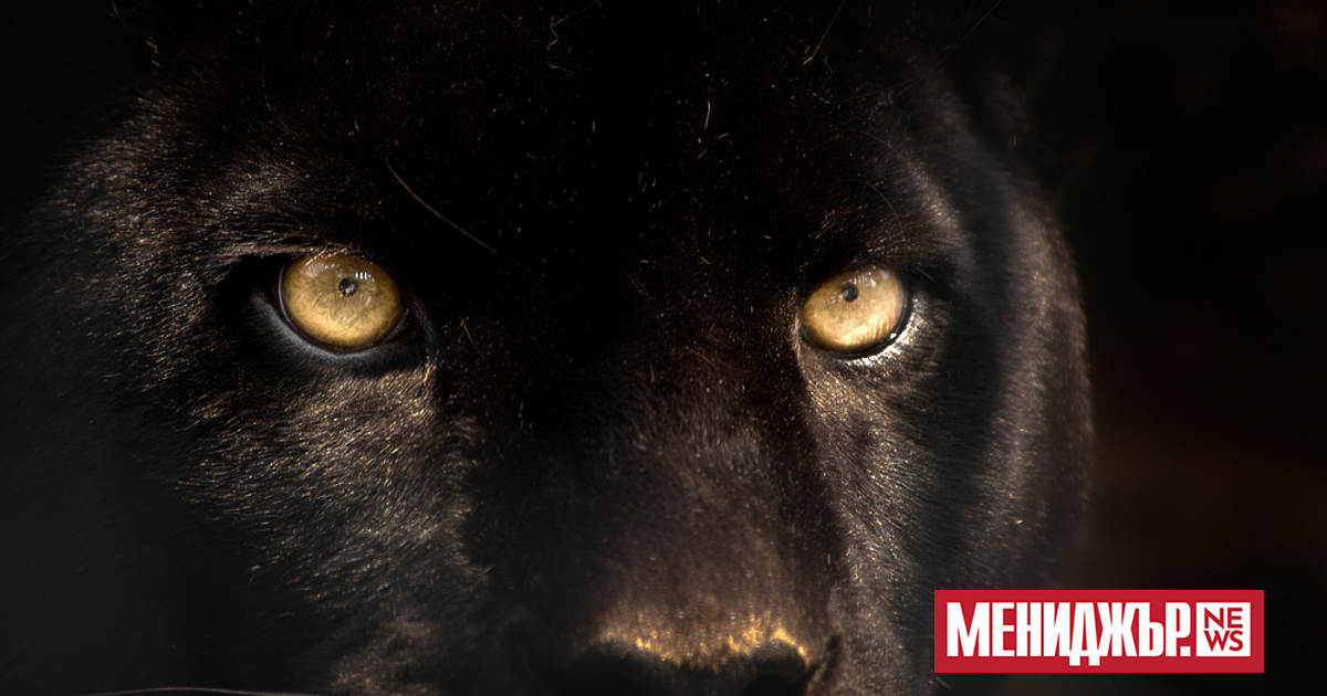 Продължава издирването на пантерата в Шумен. Пътят към Шуменското плато