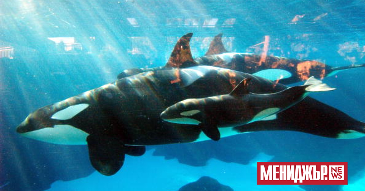 Двама моряци са били спасени от испанската брегова охрана, след