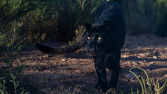 Областната дирекция на МВР в Шумен е получила ново съобщение