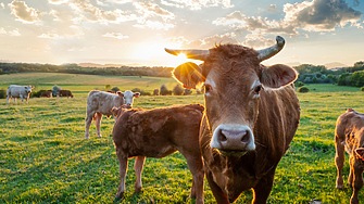 Хърватският ветеринарен институт съобщи снощи че в община Върлика Южна