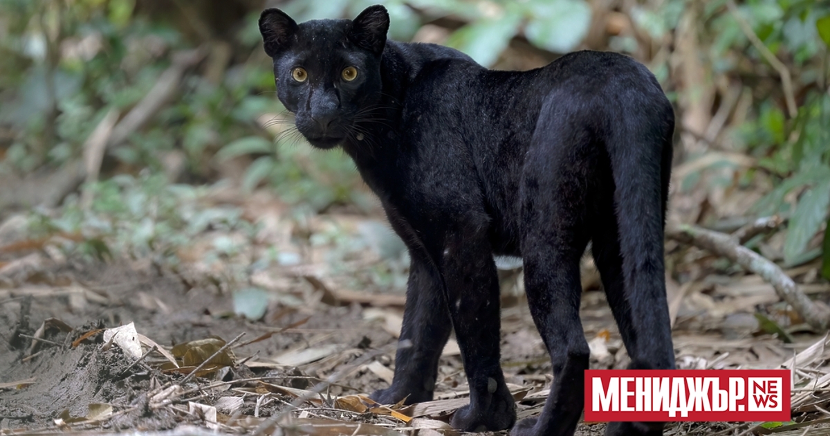 Черният леопард е бил забелязан до шуменския квартал Мътница. Минути