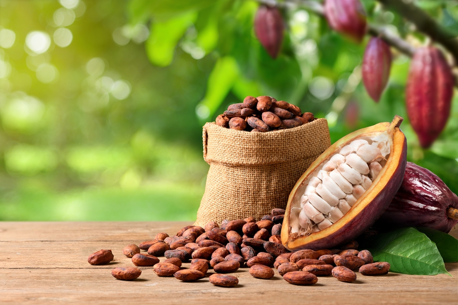 Nestle, Barry Callebaut и re.green ще възстановят райони в Бразилия за производство на какао и кафе
