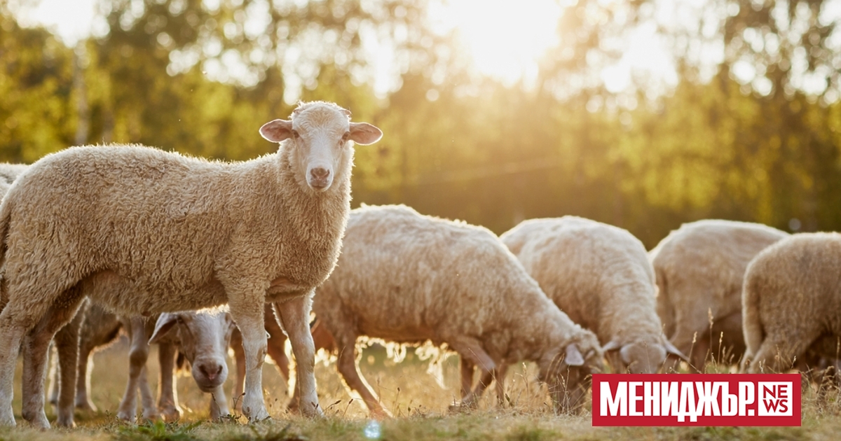 Нови огнища на шарка при животните бяха открити у нас