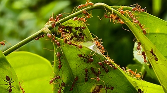 Във Великобритания е регистрирано нашествие на мравки Tapinoma magnum известни