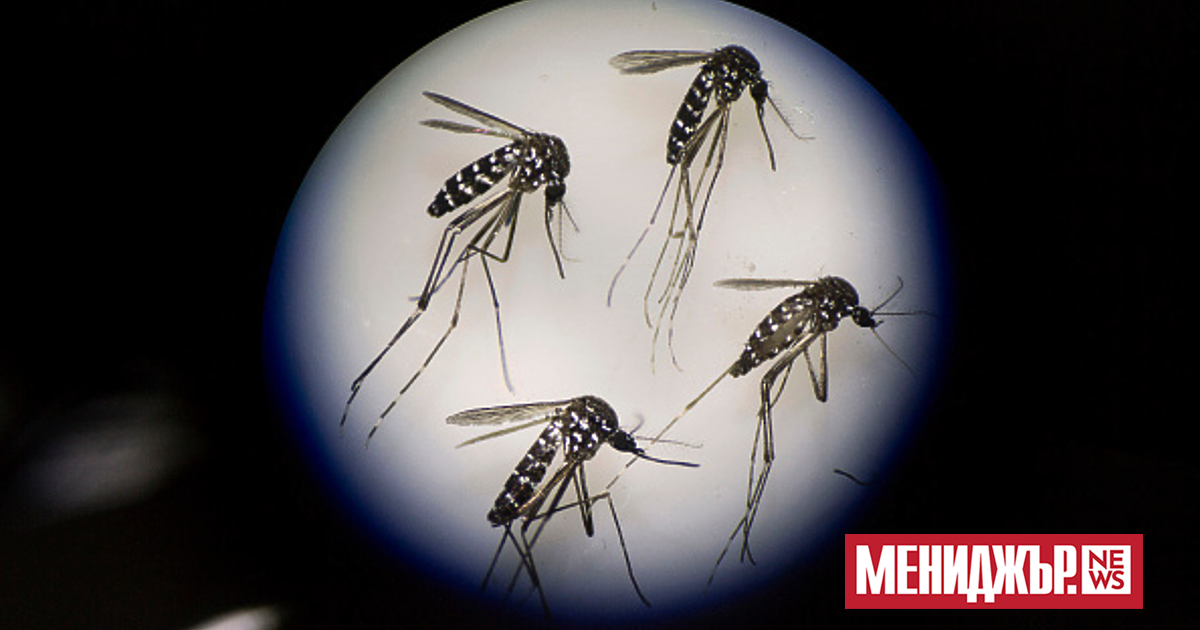 Рекордният брой огнища в Европа на вирусите, предавани от комари,
