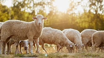 Българската агенция по безопасност на храните установи за първи път
