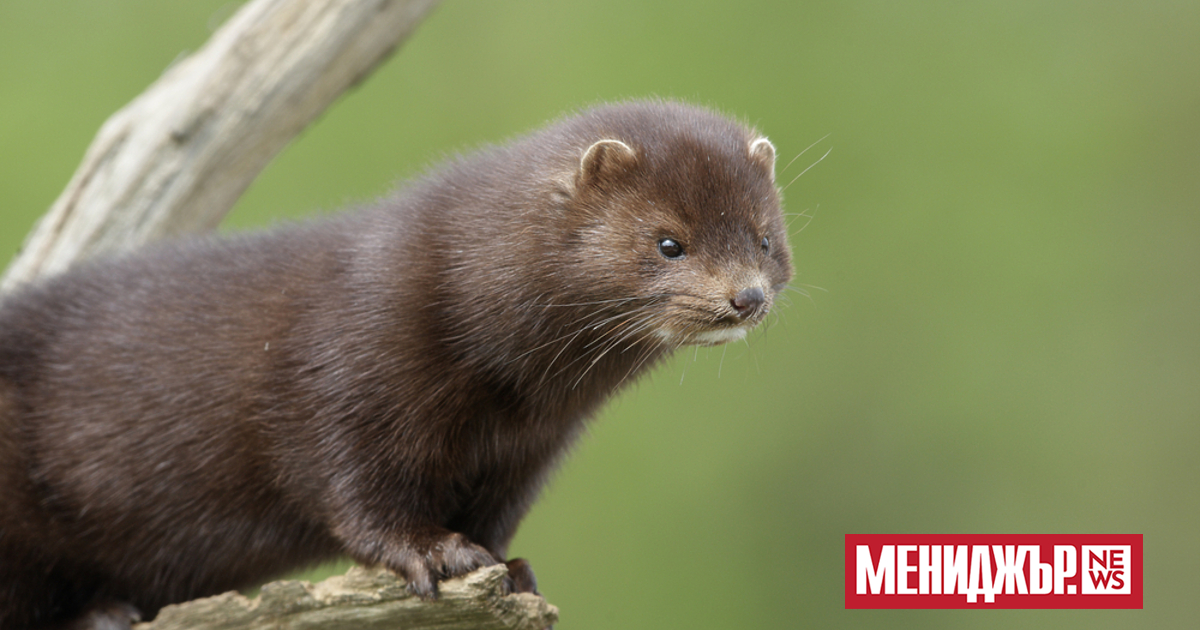 Окончателното потвърждаване от  Върховния административен съд (ВАС) на забраната за