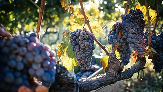 Винено кулинарният туризъм като преживяване което ангажира сетивата е традиция превърнала