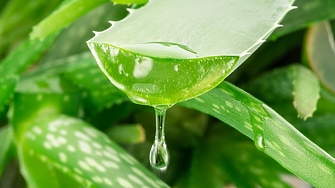 Новата тайна съставка на култивираното месо: Алое вера