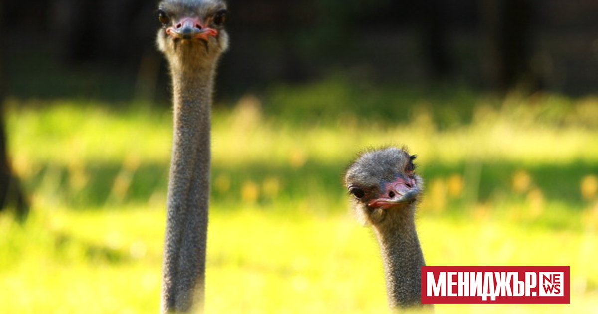 Съд разпореди отстрела на 400 щрауса във ферма в Британска