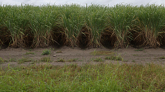 Фермата за захарна тръстика на Нкосинати Мсвели в КваДукуза