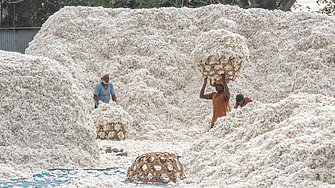 Очаква се Индия да закупи рекорден обем памук от фермери