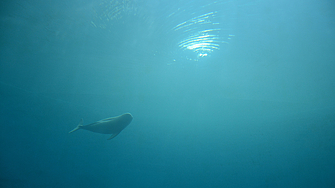 Дузина сиви морски свине от вид който се среща само