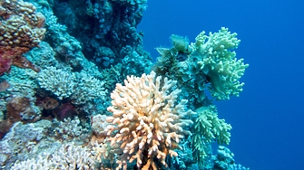 Супер корали които естествено обитават екстремни среди могат да помогнат