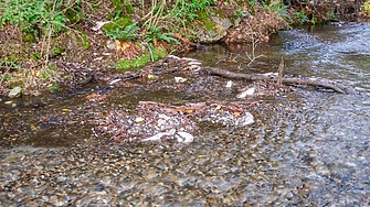 Норвегия е уловила през това лято около 154 000 розови